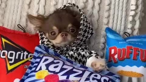 Funny dogs dogs favorite sweaters