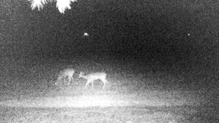 Night time deer cam
