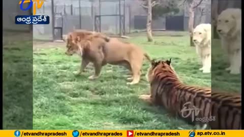 Lion Gets Into a Fight With Tiger