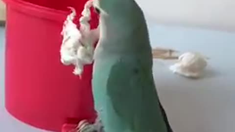 Parrots are very smart and very good, really great