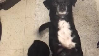 Puppies rehearse new dance routine Performance by hand signals only