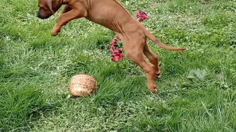 Lion Hounds Play At Being Proudly Lazy Lions