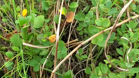 Survival food wild blueberries alaska