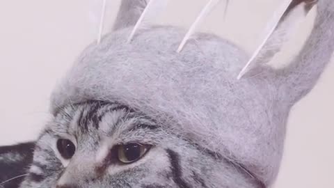 Feathers are stuck in the cat's hat