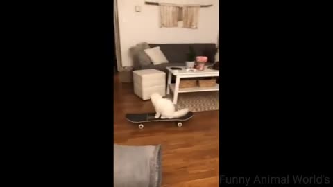 Funny Animal Videos - Cat & Dog Videos, Try Not to Laugh !!!
