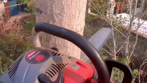 Climbing Arborist Removing a Tree in a Tight Spot 2 #shorts