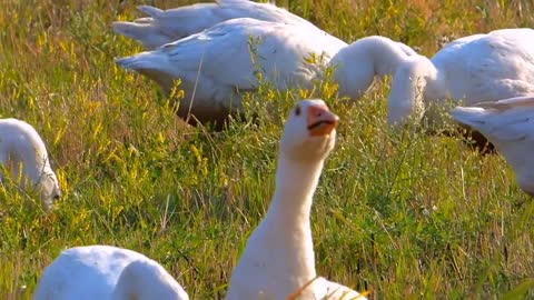 Dock family's eating Kits Amazing Bird naturefuture