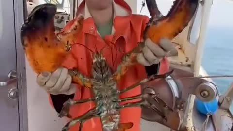 How big can a giant lobster grow to nearly 100 years old? The two big pliers are