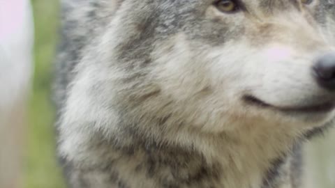 Wolf - Behavior of animals