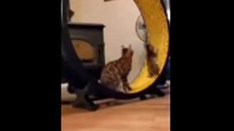 so-cute-cat-funny-video-givefastlink