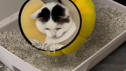 Cute cats video compilation 129
