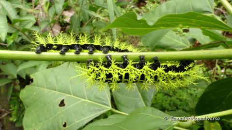 Spiny venomous caterpillars from Amazon rainforest in Ecuador