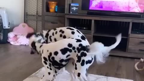 Two energetic dalmatians have epic wrestling match