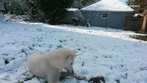 White husky dog plays with black toy in snow