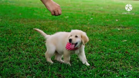 Cute puppy - Cute Dog and Cute Animals Video