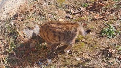 A cute kitten plays with the cat's tail. A cute kitten is playing.