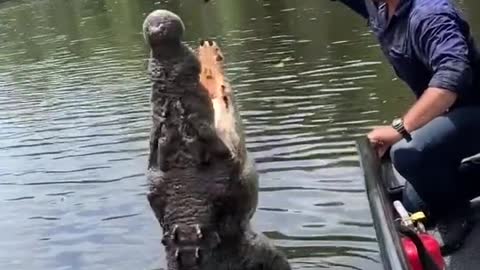 This crocodile jumps up to eat humans😱