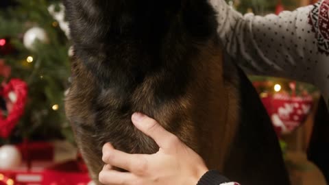 Person petting malinois bard dog close-up. Belgian shepherd dog looking in camera in living room