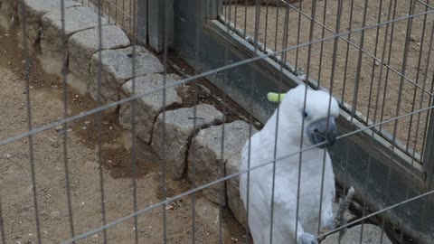 White bird moving in a cage