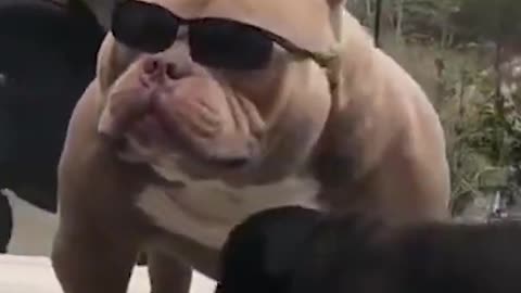 DAD AND SON PITBULL DOG FUNNY VIDEOS