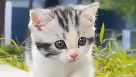 Adorable Cat Strolls: Watch the Sweetest Feline Walk Ever