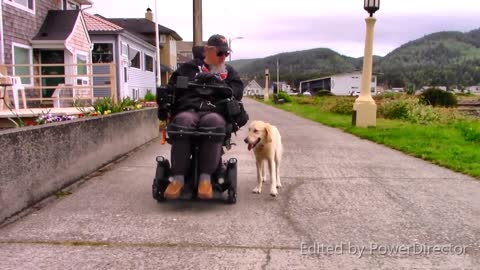 Extraordinary Dog Training! Brilliant Retrievers make Amazing Service Dogs