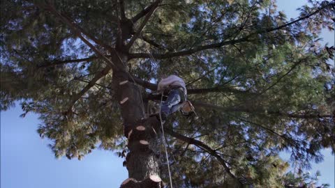 Tree Services by Scott - (320) 360-0140