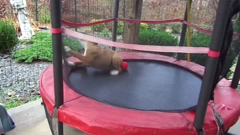 Funny dog playing-Video