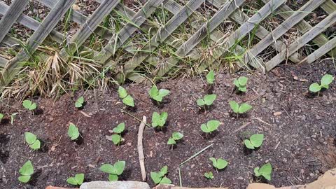 Hanging GARDEN MAY 13,2022