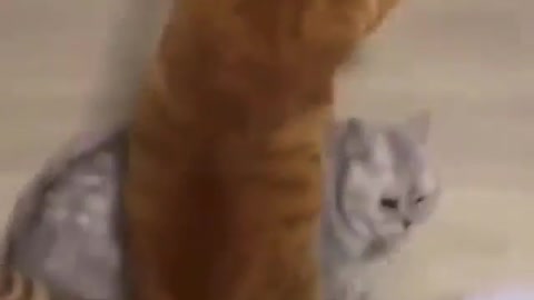 Cat Bodyslams a Cat