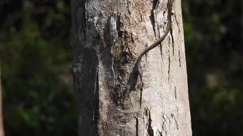Painted Bronzeback Tree Snake Snacks on a Frog