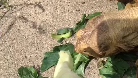 Spoiled tortoise says “NO” to more food