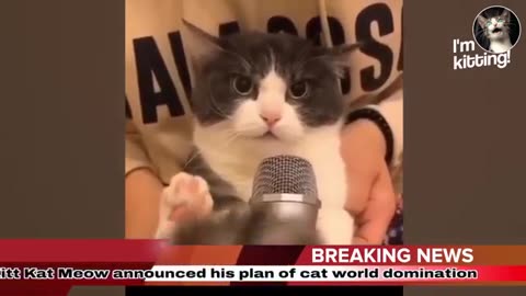 These cats Speak