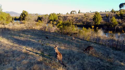 Kangaroo Valley in Winter, Point Hut Canberra Australia - DJI Mini 2 drone cinematography