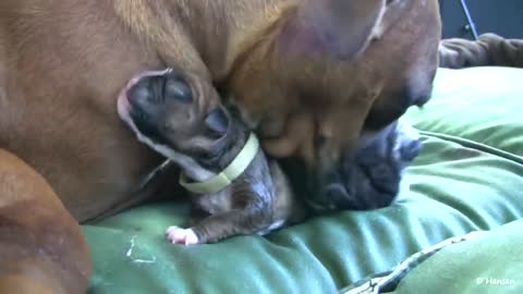 Dogs giving birth standing is a miracle!