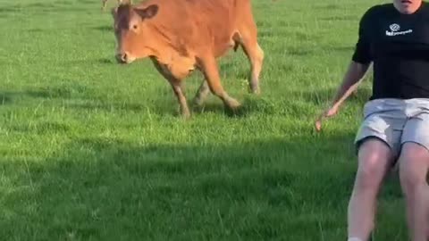 Cow Chase