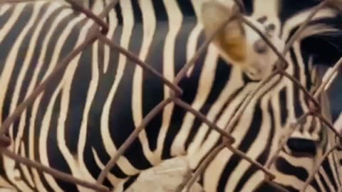 Zebra heroic animal|Beautiful animal|Explored the Wild animals in zoo