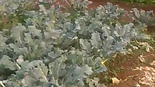 My cauliflower vegetable garden