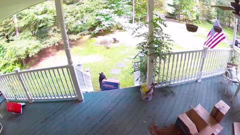 Bear Steals Dog Food Package off Family's Porch