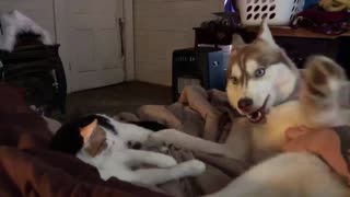 Jealous Husky Refuses To Let Owner Pet Cat