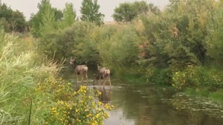 Deer wading in cherry creek in parker colorado