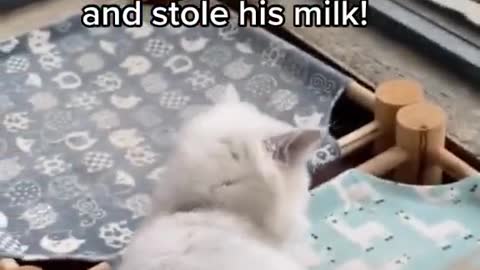 Father stole kitten place and stole his milk