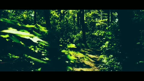 Free Video Trailer Forest Cinematic