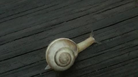 Wild snail as it is