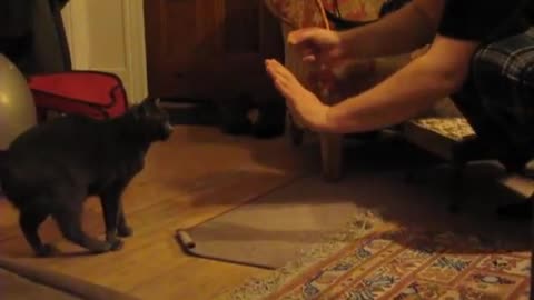 Our Smart Cat Doing Tricks