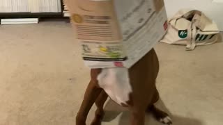 Doggo Proudly Shows Off That He Got His Head Stuck in a Box of Snacks