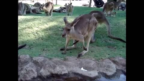 Baby Kangaroos & Joeys