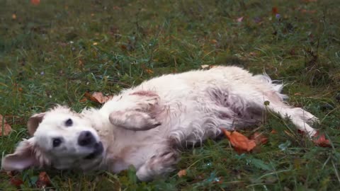 Dog puppy field Cute Dog