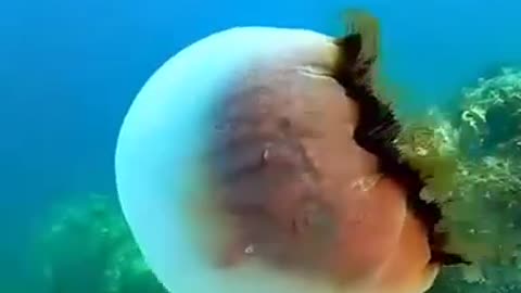Beautiful sea animals