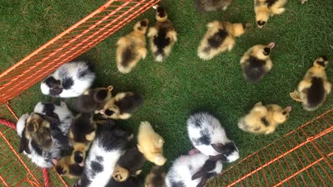 Ducklings with baby rabbits. A wonderful harmony between them